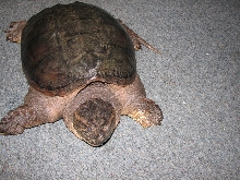 common snapper
