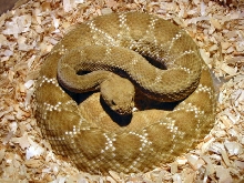 Red Diamond Rattlesnake