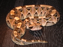 Gaboon Viper