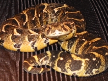 Congo Puff Adder