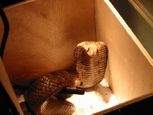 Egyptian Cobra