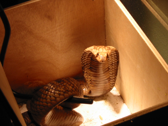 Egyptian Cobra