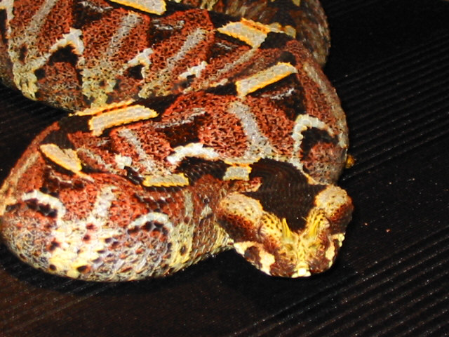 Rhino Viper
