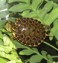 belize slider