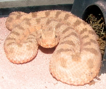 dhv