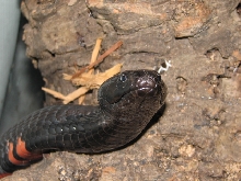 Blackneckspitter