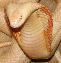 Albino Monocle