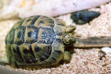 Greek Tortoise
