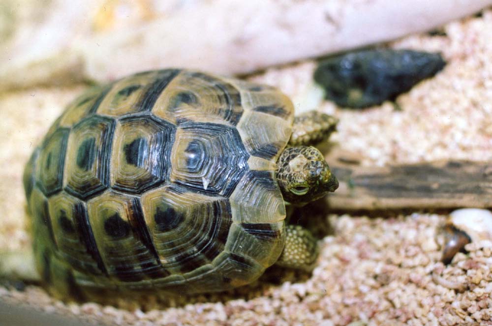 Greek Tortoise