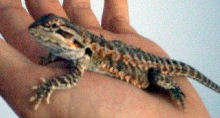 Cyrus Chillin out