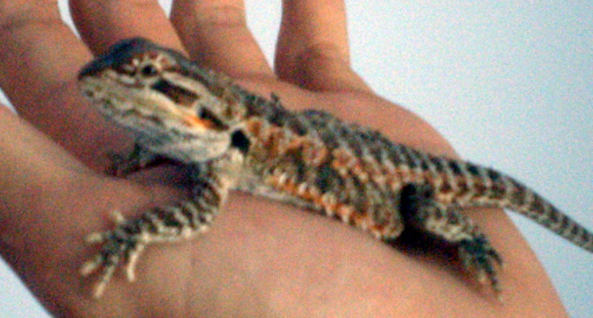 Cyrus Chillin out