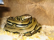 Gus