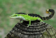 Scorpian Gecko