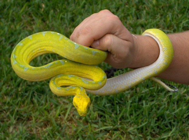 Green Kafaiu Chondro (More Yellow)