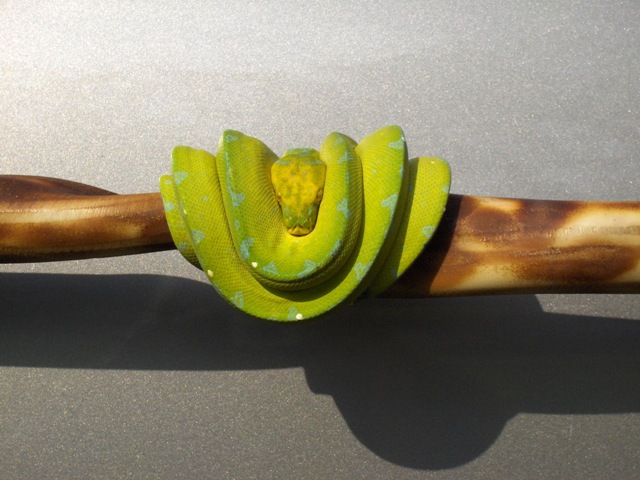 Green Male Kafaiu
