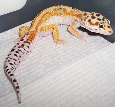 Male