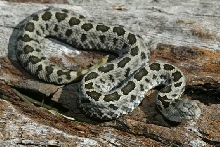 Juv. Sistrurus ravus ravus after shedding.