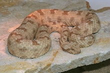 Pseudocerastes persicus fieldi