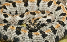 Sistrurus miliarius streckeri.