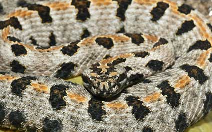 Sistrurus miliarius streckeri.