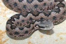 Vipera latasti gaditana