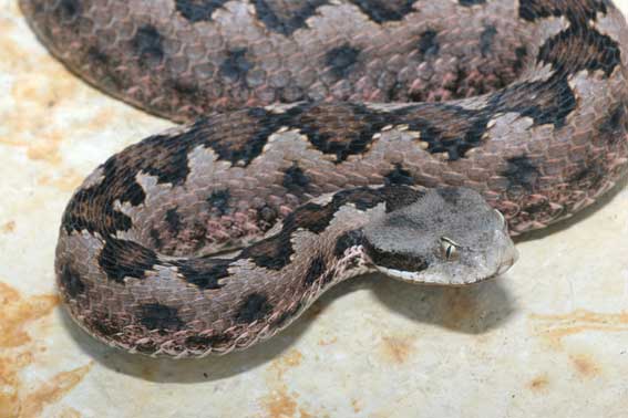 Vipera latasti gaditana
