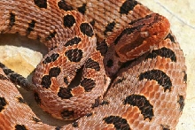 Sistrurus miliarius miliarius