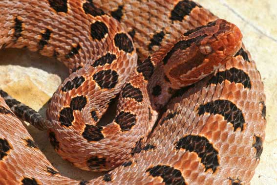 Sistrurus miliarius miliarius