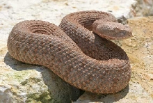 Macrovipera lebetina schweizeri.