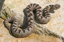 Vipera transcaucasiana