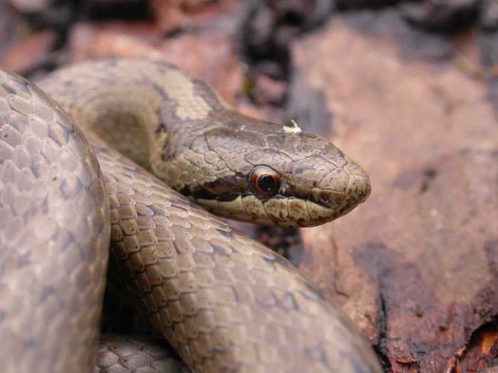 Smooth Snake
