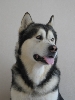 My malamute