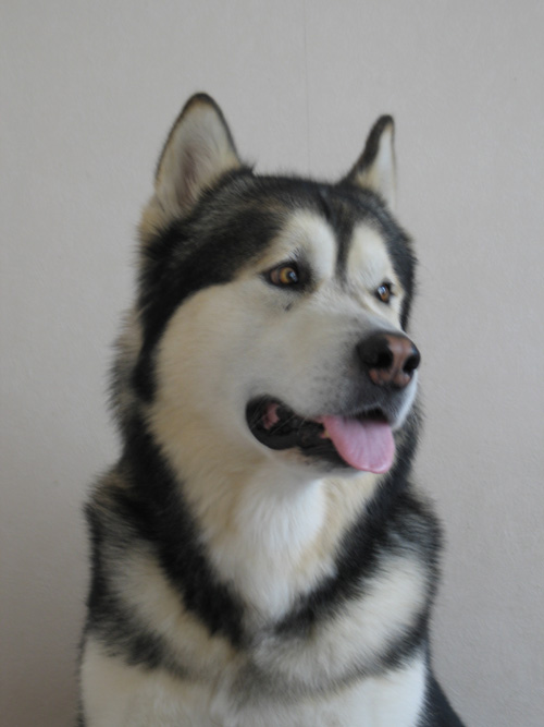 My malamute