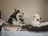 My malamute and samoyed