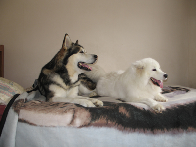 My malamute and samoyed