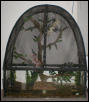 Pele's Vivarium 2
