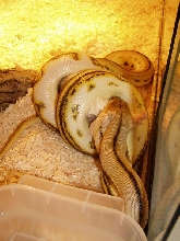 super tiger female