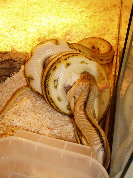 super tiger female
