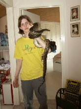 normal retic