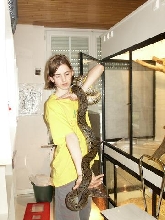 normal retic