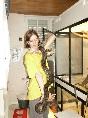 normal retic