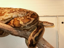 again the female Sri Lanka python