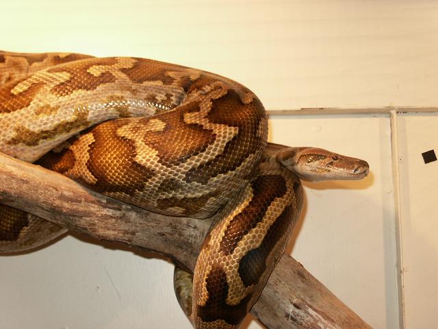 again the female Sri Lanka python
