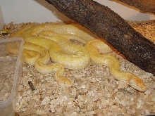 green albino male & albino granite female