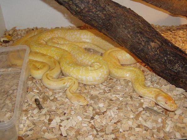 green albino male & albino granite female