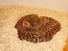 granite male