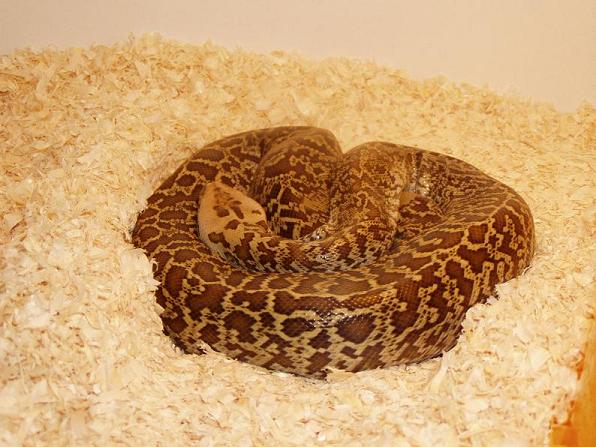 granite male