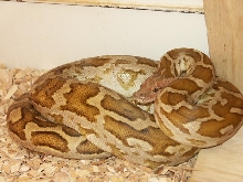 male Sri Lanka python