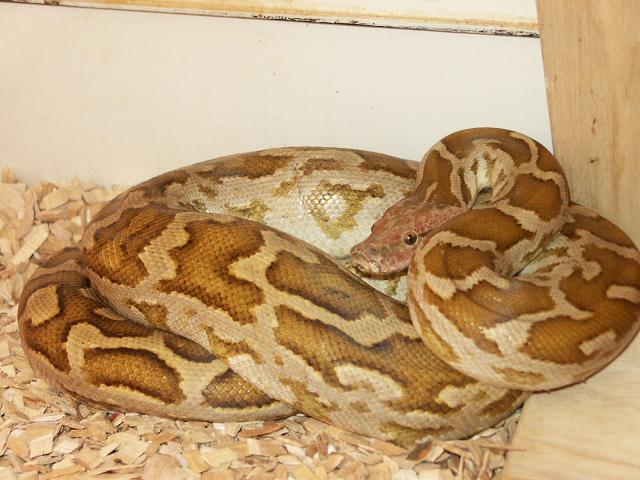 male Sri Lanka python