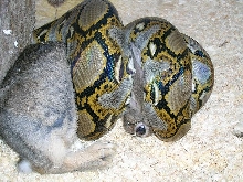 eating retic